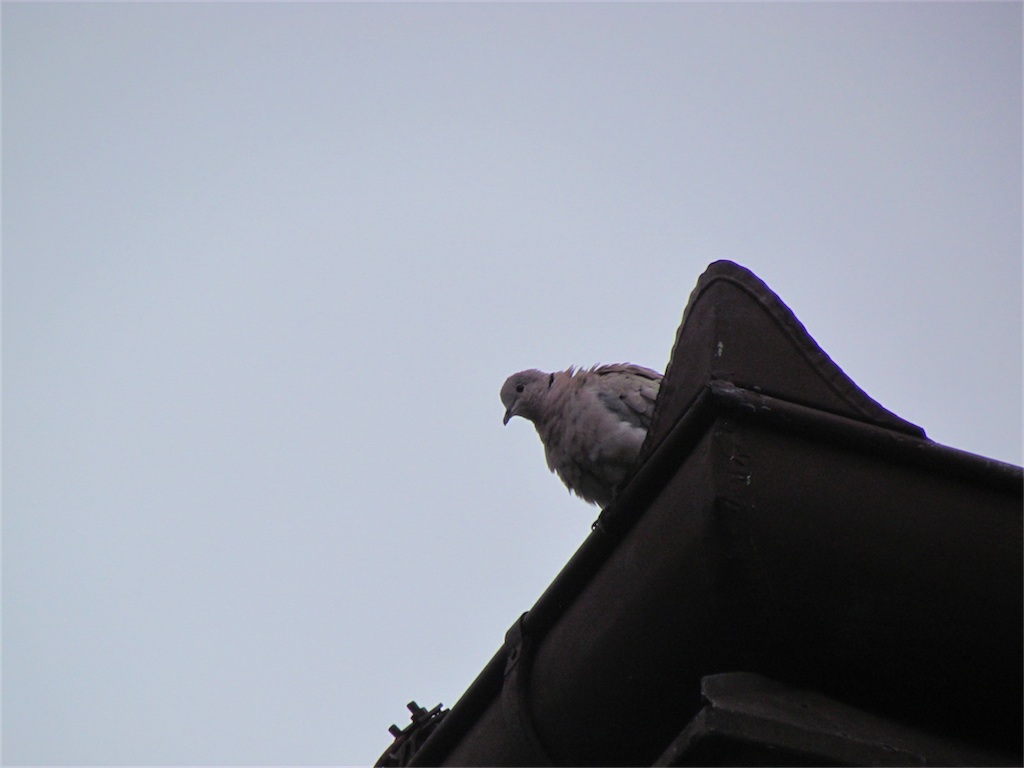 IMG_7927.JPG